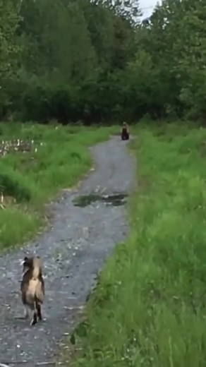 Akita 🐕 versus bear 🐻#akita #akitainu #akitaamericano #akitadog #akitasoftiktok #akitamom #akitaclub #akitalife #americanakitas #americanakitalovers