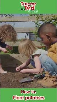Let's Learn How To Plant Potatoes On the Farm With Farmer Tom 🥔 #tractorted #potatoes #shorts