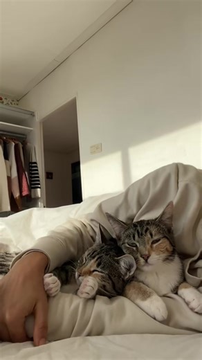 My sleepy girls 💓 #healing #purring #catlover #cuddlycat #cutecat | Cuddly Cat