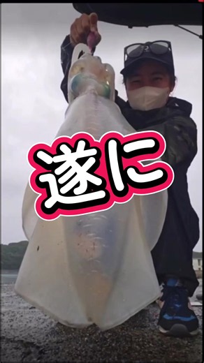 2026/06/23 9:40 小潮(干潮9:19) 瀬戸内春アオリ狙い 遂にその時が来たーー！ 着底後10秒経過からの 3シャクリ直後ラインが 動いたのでフッキング メスが釣れたのに オスと入れ替わるという 棚ぼたのサイズアップで 1.75kgゲット🦑 今年20杯目は 遂にキロアップの アオリイカさん👏✨ #瀬戸内海 #アオリイカ #エギスタ #レッドケイムラピンクラメ #今日も釣っちゃうよね