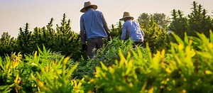 Hemp vs Marijuana: Learn the Difference