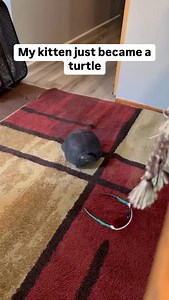 Incredible transition | BeigeCardigan