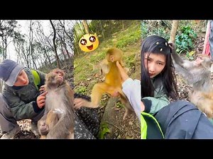 The heartwarming bond between humans and animals, the close relationship between monkeys and humans.