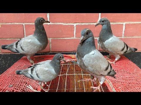 খামারে কবুতরের বাচ্চা বড় হয়ে গেলো 🕊️