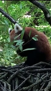 Happy International Red Panda Day! Did you know that over 90 percent of a red panda’s diet consists of bamboo leaves and shoots? They’re able to chew the tough leaves with their powerful molars. Because bamboo is hard to digest, red pandas have to eat around 20 to 30 percent of their body weight per day! | Bronx Zoo