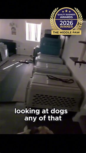 Dog Training Secret The 'Bubble' Method - Moose #dogtraining #dogcoach #yourdog #kristithetrainer