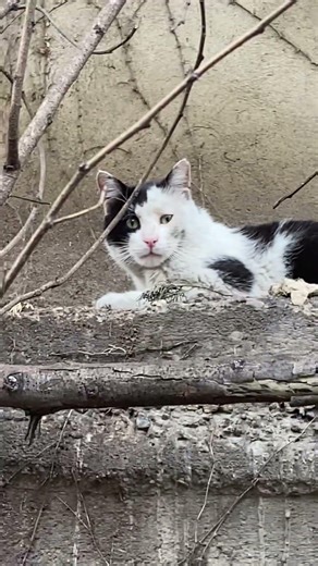 Schwarz-weisse Mieze auf Mauer ruht sich aus. Tierisch schön. Kleine Katze in der Großstadt
