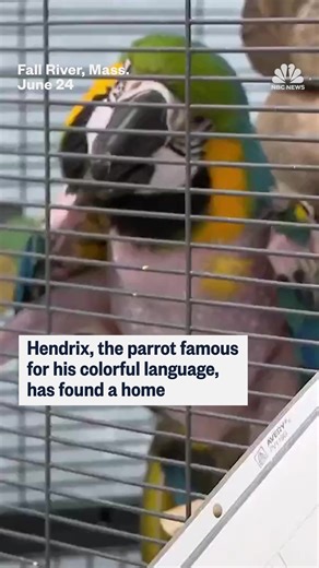 A rescued Massachusetts parrot named Hendrix has gone viral for his colorful use of curse words. NBC News' Stephanie Gosk reports on how Hendrix's "R-rated" vocabulary has drawn hundreds of adoption inquiries and the lengths the animal shelter went to to find him a home. | NBC News