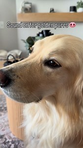 Golden purrs, little piggies, happy talk, snorts. What do you call them? 💛🦃 | The Turkey Chronicles