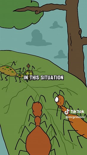 The Terrifying World of Zombie Ants: Cordyceps Fungus Invasion