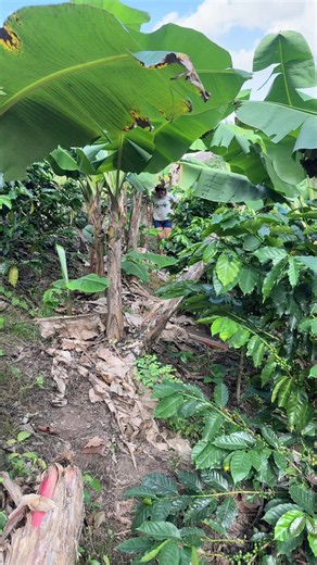 Visita a la finca: vida en el campo y café recién maduro