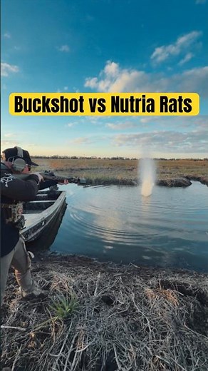 Nuking Nutria with 00 Buck… Nutria Hunting video loading #hunting