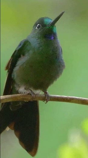 Green-crowned Brilliant #shorts #hummingbird