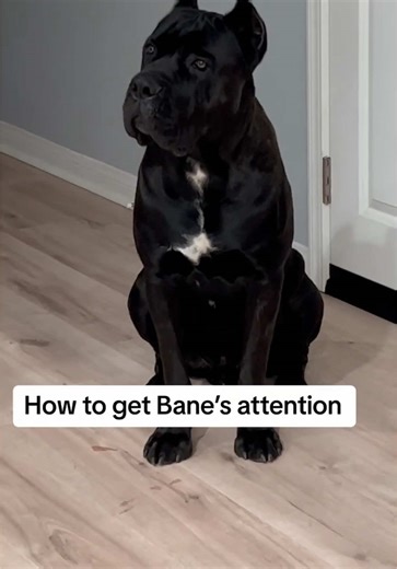 Funny Dog Moments: Bane's Hilarious Antics