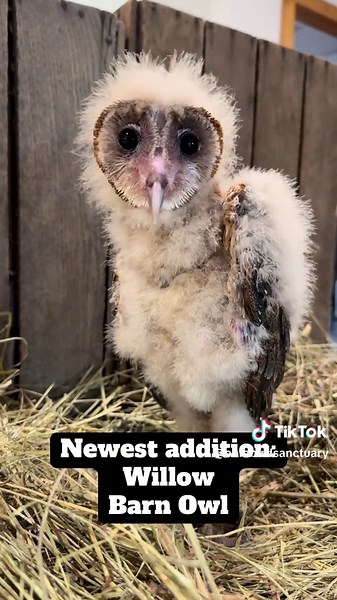 Meet Our Ambassador Owls: A Glimpse into Wildlife