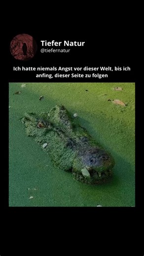 Tiefer Natur on Instagram: "Krokodile 🐊 sind große, semi-aquatische Reptilien, die in tropischen Regionen weltweit vorkommen 🌍, darunter Afrika, Asien, Amerika und Australien 🦘. Sie sind kraftvolle Fleischfresser 🥩, bekannt für ihre starken Kiefer und ihr urzeitliches Aussehen 🦖. Lebensraum 🌿: Krokodile leben in Süß- und Salzwasser-Umgebungen wie Flüssen, Seen, Sümpfen und Flussmündungen 🌊. Sie sind wechselwarm ♨️ und benötigen warme, tropische Klimazonen ☀️. Körperliche Merkmale 💪: Sie 