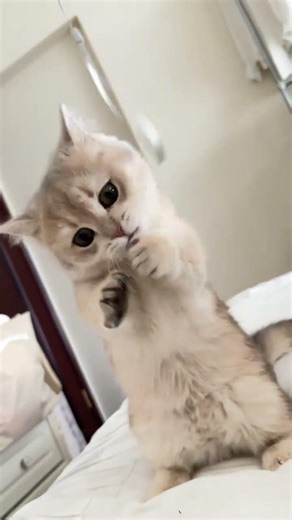 Out of Control Feline Fury: Doubao's Naughty Temper Tantrum