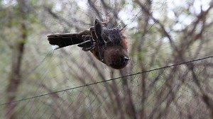 301K views · 11 reactions | FEMEN (PREVIEW) https://en.wikipedia.org/wiki/Mist_net | Crystal Castles | Facebook