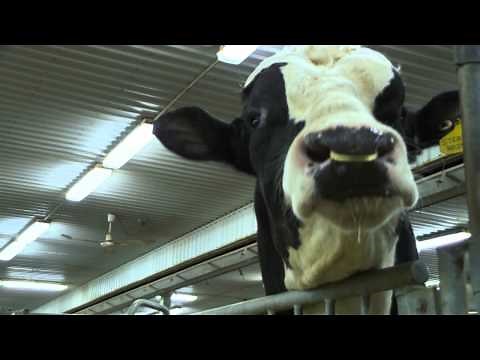 Semex Corporate Video
