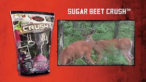 WILDGAME Innovations Sugar Beet Crushed Deer Attractant | Effective Ultra-Concentrated Nutrient-Filled Deer Feed with Real Sugar Beets