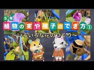 【小５理科】植物の実や種子のでき方①〜いろいろな花のつくり〜