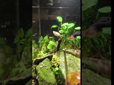 Silent Aquarium 🔴 Guppy Fish Tank | No Sound Background for Work & Study v8.1