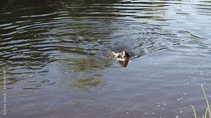 A spaniel dog swims in a river on a warm summer day.