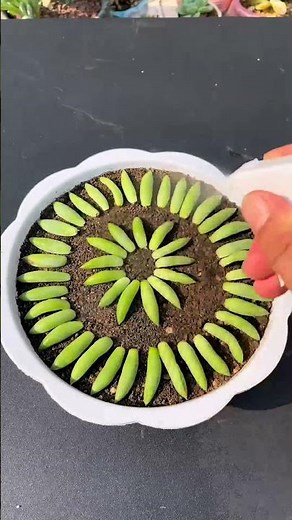 How to Propagate Succulents for Beginners (Step-by-Step)