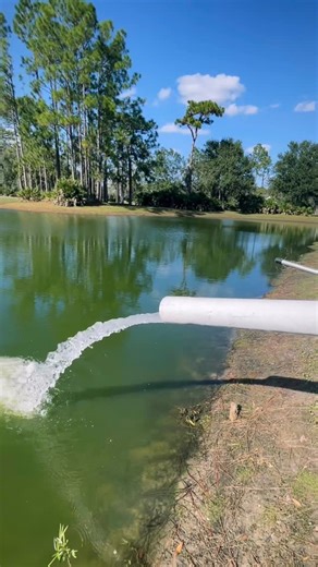 SEE IF YOU CAN SEE ANY IN THE AIR. I had AA Pond put over 1,000 forage fish, including mosquito fish, grass shrimp, shiners, and fathead minnows, in my pond. He also put in 1,000 plus bluegills and shellcrackers. I had him go heavy on forage so the existing bass would eat fewer bluegills and shellcrakers. Once we balance this ecosystem, we can produce bigger bass and more pan-size bluegill and shellcracker. 🎣 Well-managed, stocked lakes and ponds add value, enjoyment, and delicious fish to your