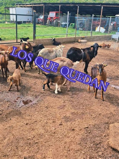 Videos de lamujerdesastre (@jen_y_fer) con “Old Macdonald Had a Farm - The Grassmasters”