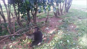 2.8K views · 111 reactions | As you are celebrating Easter, at Ngamba Island Chimpanzee Sanctuary we are celebrating Afrika's son's Birthday. We wish you many more Chimp years. | Ngamba Island Chimpanzee Sanctuary | Facebook