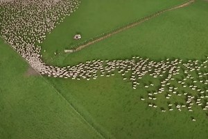 Mesmerizing Drone Footage Shows Herding Dogs in Action