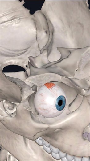 6K views · 78 reactions | Superior rectus is one of the extrinsic...