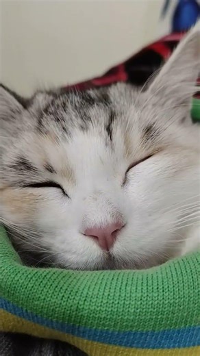 Most Adorable kitten 😻 | Dory Kitty #cute #cat #satisfying #shorts