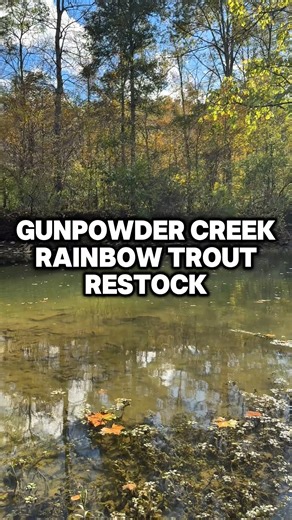 Did you know that the Kentucky Department of Fish and Wildlife and Boone County Parks restock Gunpowder Creek with rainbow trout 3 times a year? Happy fishing! #BooneCountyKY #BooneCountyParks | Boone County Parks