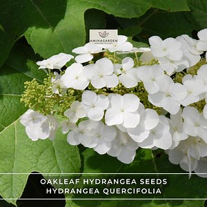 Oakleaf Hydrangea Seeds – Hydrangea Quercifolia, Fast Growing, Showy, Fall Color - Etsy