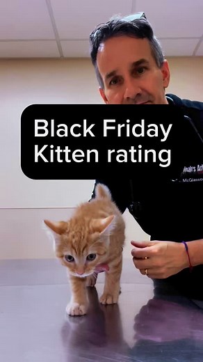 Matt McGlasson, DVM, CVPM | Did you know we have a cat-rating book coming out??? 😻😻😻…. I’ll share more about that soon 🙌🐱 #kittenrating #catdad #kittens... | Instagram
