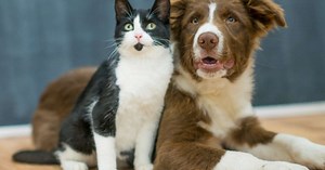 Gatas e cadelas podem ter filhotes de pais diferentes?
