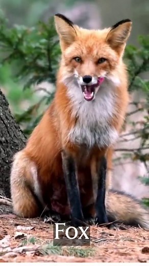 Fox Sound Compilation | Animal Sounds Explained