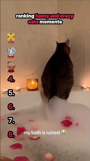 ranking funniest and craziest cats moments #shorts #ranking