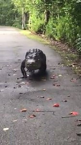 WATCH: 'SNAGGLETOOTH,' THE STROLLIN' GATOR | What could be more Florida than a gator with a little bit of a strut to him? 🐊 For more on Snaggletooth ----> http://on.wtsp.com/2rcELjy (Video courtesy Big Cypress Swamp Walks and Clyde Butcher Gallery) | 10 Tampa Bay