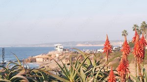 Red aloe flower blossom, succulent plant bloom or inflorescence on pacific ocean beach or shore, California coast, La Jolla cove, USA. Flora and seascape on background. Green vegetation and sea water.