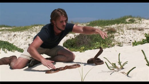 2 Big Cobras vs Human – Intense Showdown!