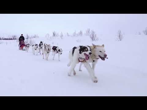 Amazing Dog Sledding Tours In Tromso, Norway 🇳🇴