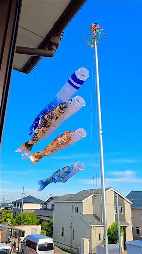 青空を泳ぐ錦鯉の鯉のぼり #徳永こいのぼり #献上手染友禅之鯉京錦 #鯉のぼり #carp_streamer