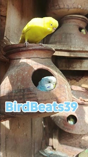 Budgies Short Video 🐦 | Cute & Happy Parakeet Moments #budgies #nest #birds