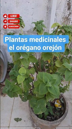Medicinal plants Mexican oregano #plants #fruits #beingnatural #greenjuices #aloe