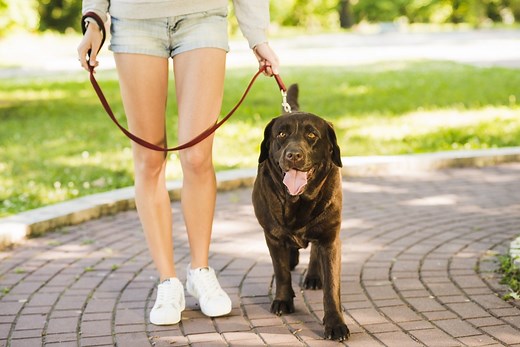 What To Do If Your Dog Pulls On The Leash And You've Tried Everything