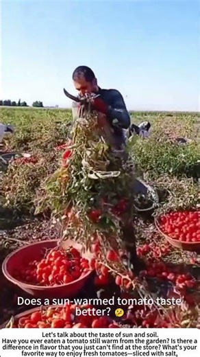 Picking Perfection: Hand-Harvesting Ripe Tomatoes 🍅🧑🌾