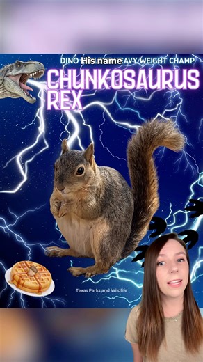 A fat squirrel named Chunkosaurus Rex just won Texas' first Fat Squirrel Week, narrowly beating Chunk Norris. 🐿️ Inspired by Fat Bear Week, the competition featured standouts like Nutella, Stanley, and Nutty Crockett. 🌰 📸 Texas Parks and Wildlife / Katmai Conservancy / Getty #squirrels #texasfatsquirrel #fatsquirrel #animals #goodnews #texas | That Good News Girl